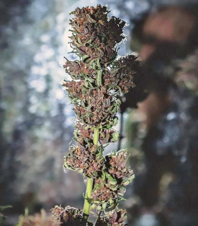 Семена сорта Crystal METH Auto fem (FastBuds)