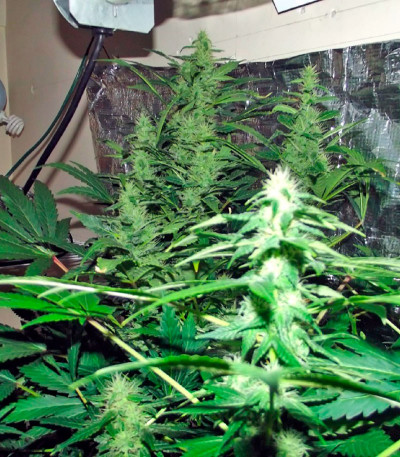 Семена сорта Mataro Blue Max Auto fem