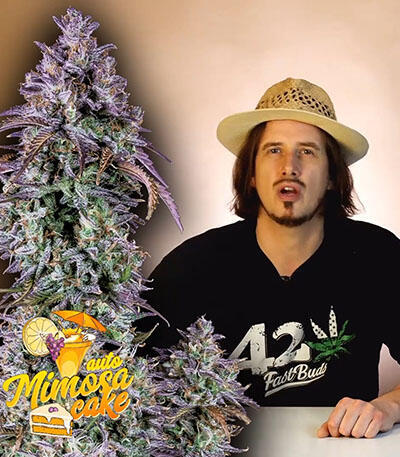 Семена сорта Mimosa Cake Auto fem