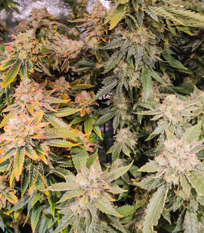 Семена сорта LSD fem (Barney's Farm)