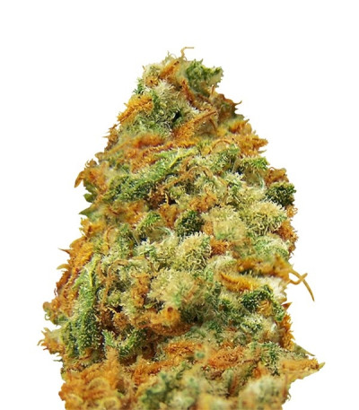 Семена сорта Indian Kush fem (VIP seeds)