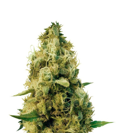 Семена сорта Cheesy Mist Tree fem (KFC Seeds)