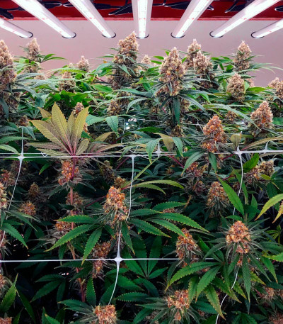 Семена сорта Black Cherry Punch fem (Pyramid Seeds)