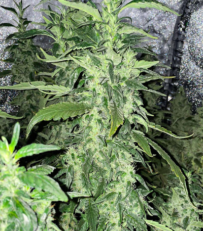 Семена сорта Bruce Banner #3 fem (Herbies Seeds)