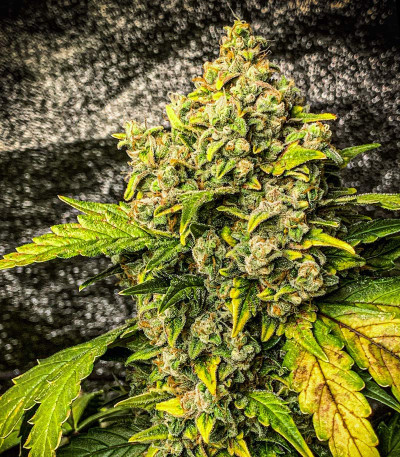 Семена сорта Stardawg auto fem (FastBuds)