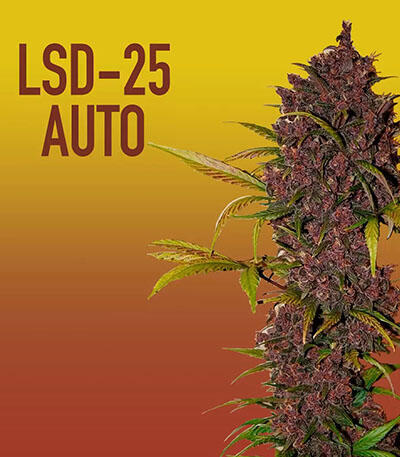 Семена сорта LSD-25 Auto fem