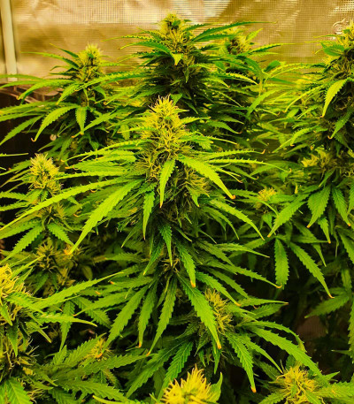 Семена сорта Auto Ak (Auto Ak 47) fem (Семяныч)