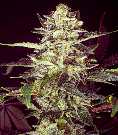 Семена сорта Brain Stroke Auto fem (High Speed ​​Buds)