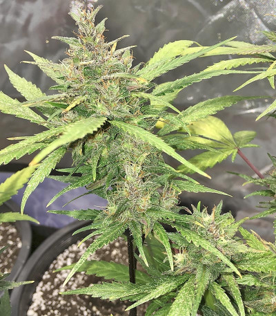 Семена сорта Crystal METH Auto fem (FastBuds)