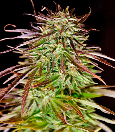 Семена сорта Krystalica reg