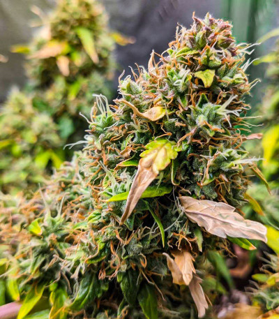 Семена сорта Quarter Pounder Autoflower fem (Easy Grow Seeds)