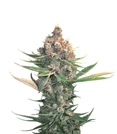 Семена сорта Dawg Star Kush fem