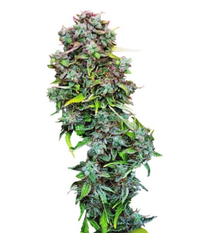 Семена сорта S.A.D. Sweet Afgani Delicious Auto fem (Sweet Seeds)