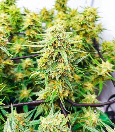 Семена конопли сорта Titan F1 Auto fem