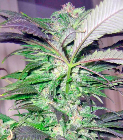 Семена сорта Biddy Early reg (Serious Seeds)