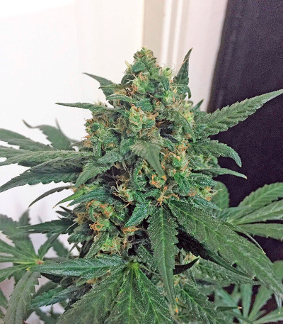 Семена сорта Blue Kush Autoflowering fem (Dinafem Seeds)