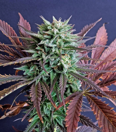 Сорт марихуаны Brainstorm