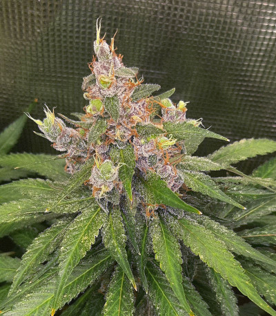 Семена сорта Eleven Roses Early Version fem (Delicious Seeds)