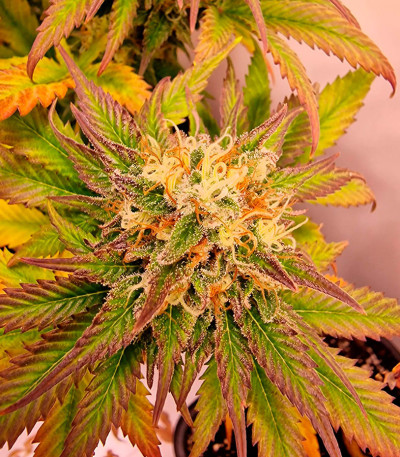 Семена сорта Frosted Guava fem (Original Sensible Seeds)