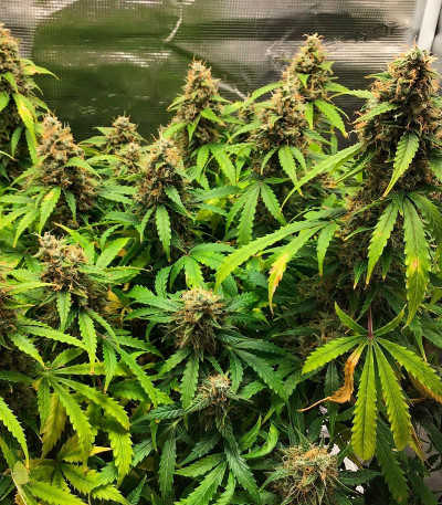 Семена сорта Godzilla Cookies Auto fem (Herbies Seeds)