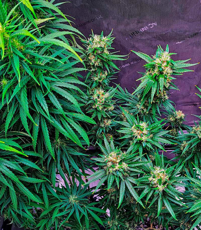 Семена сорта Godzilla Original Glue GG#4 fem (Herbies Seeds)