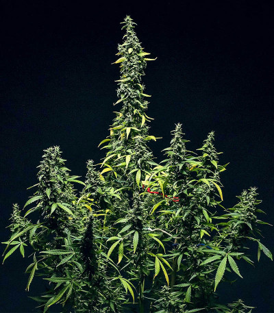 Семена сорта Mimosa Auto fem (Семяныч)