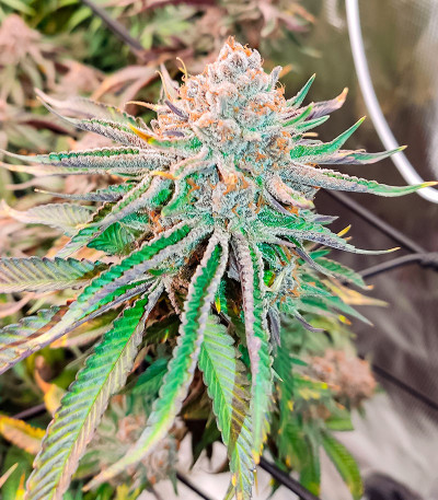 Семена сорта Pulp Friction fem (Green House Seeds)