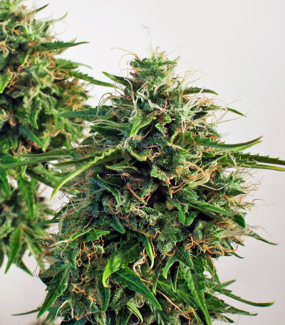 Семена сорта Snow Storm #2 (Dutch Passion)