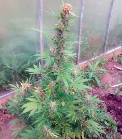 Семена сорта Anubis fem (Pyramid Seeds)