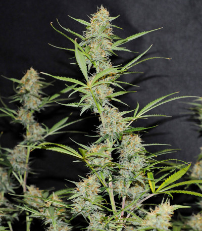 Семена сорта Auto Anubis fem (Pyramid Seeds)
