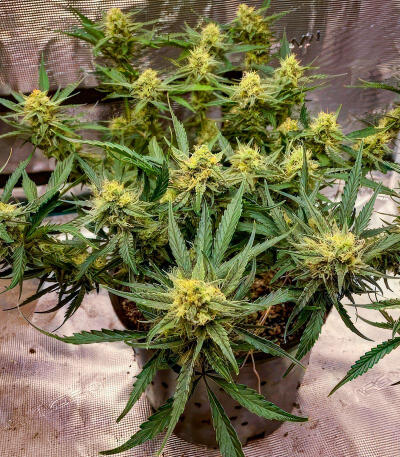 Семена сорта Bruce Banner Autoflower fem (Seedkeepers)