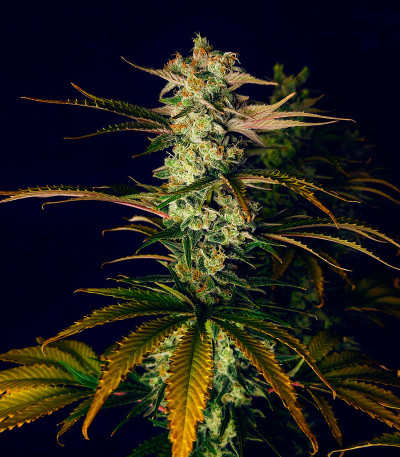 Семена сорта Godzilla Original Glue GG#4 fem (Herbies Seeds)