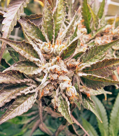 Семена сорта Kali Mist reg (Serious Seeds)