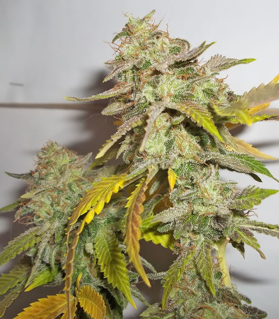 Семена сорта Pineapple Chunk fem (Семяныч)