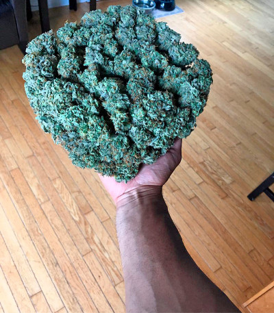 Семена сорта Power Kush fem (Dinafem Seeds)