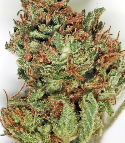 Семена сорта Santa Sativa fem (Dinafem Seeds)