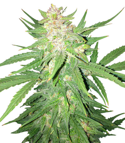 Семена сорта Easy Ryder Auto fem (Семяныч)