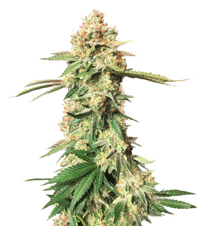 Семена сорта Sweet Cherry Pie (Sweet Seeds)