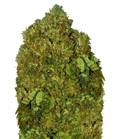 Семена сорта Money Bush fem (Heavyweight Seeds)