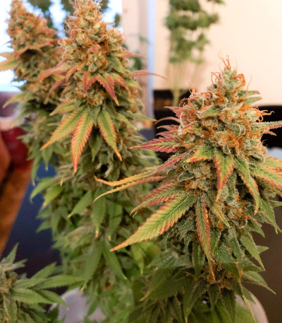 Семена сорта Blue Kush Berry fem (Paradise Seeds)