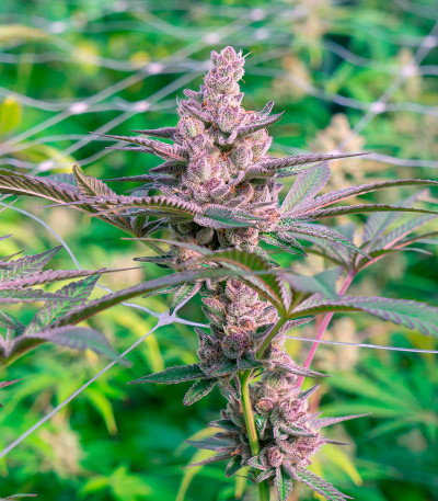 Семена сорта Gorila fem (Pyramid Seeds)