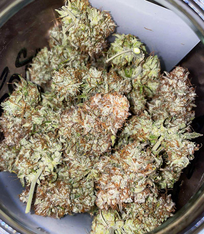 Семена сорта Apollo F1 Auto fem от RQS