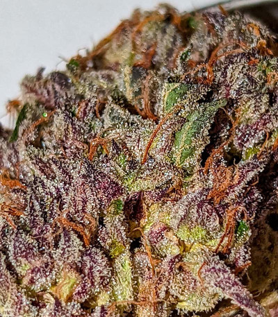 Семена сорта GMO fem (Barney's Farm)