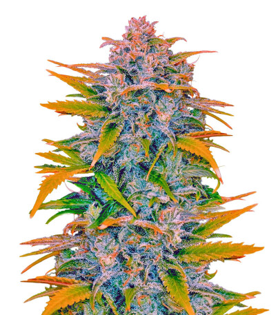 Семена сорта Sexy Cinderella Auto fem (Семяныч)