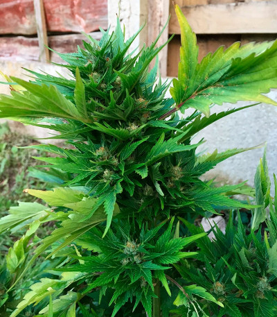 Семена конопли Auto Duck