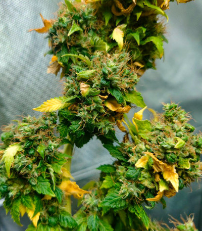 Семена сорта Blueberry OG fem (AlphaFem Seeds)