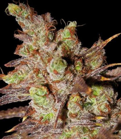 Семена сорта Choco Bud fem (Vision Seeds)