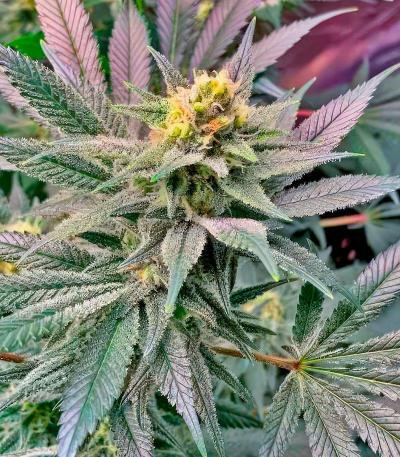 Семена сорт OG Kush Fast Version fem (Семяныч)