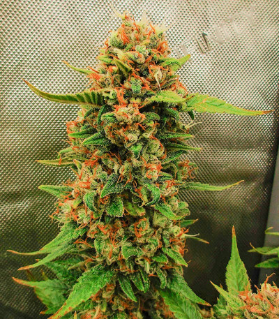 Семена сорта Sour Jealousy Auto fem (FastBuds)