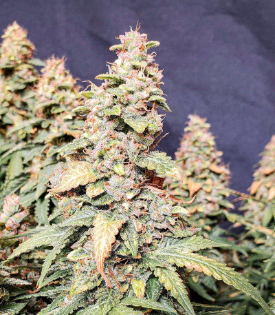 Семена сорта Wedding Cheesecake Auto fem (FastBuds)